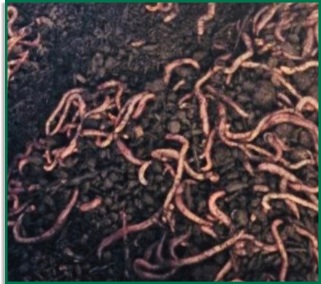 Earthworm Trials Fermin8&reg;