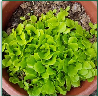 Image: Growing in Fermen8&reg; (fermented and pasteurised fibre) a peat substitute