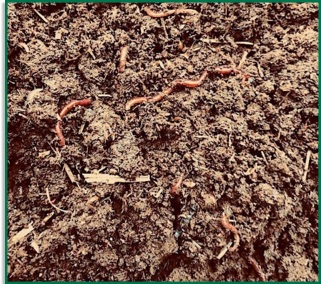Natural Earthworms Fermin8&reg;