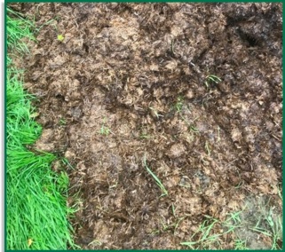 No Grass Scorching Fermin8&reg;